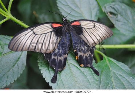 Above, the tailless male is black dusted with bluish green, and below it has red tornal patch and red wing bases. Great Mormon Papilio Memnon Butterfly Stock Photo (Edit ...
