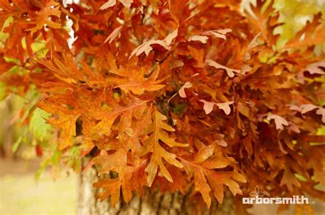 Getting To Know Your Trees White Oak — Arborsmith Ltd Crafstman In
