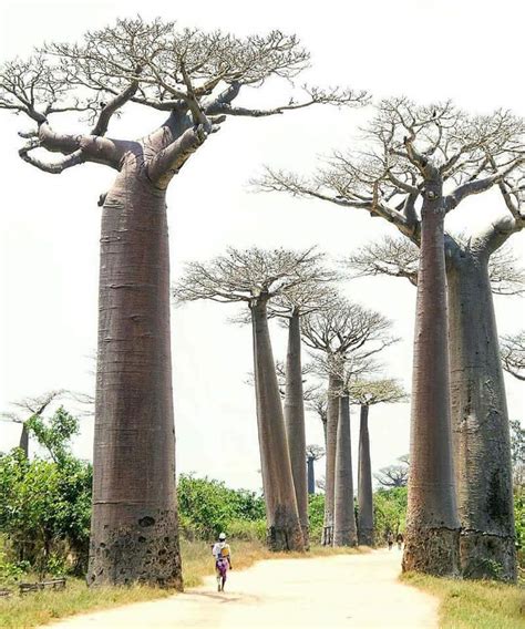 Baobab & The Tsingy - Ortour - Orbit of tourism - Tour Operator, Travel ...