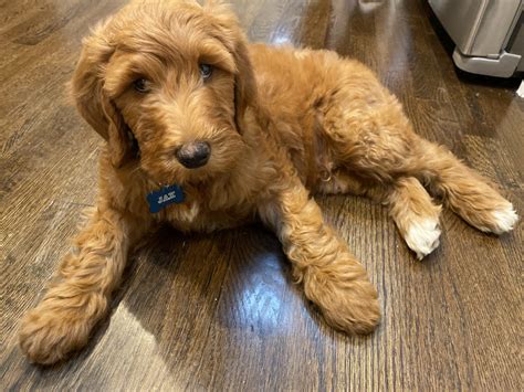 We have raised goldendoodle & labradoodle puppies for the last 10+ years in a very loving, comfortable, and healthy we carefully select wonderfully tempered, genetically sound, and health tested parent dogs to produce healthy, hypoallergenic, happy, social and adorable doodle puppies. Goldendoodle Puppies For Sale | White Plains, NY #315143