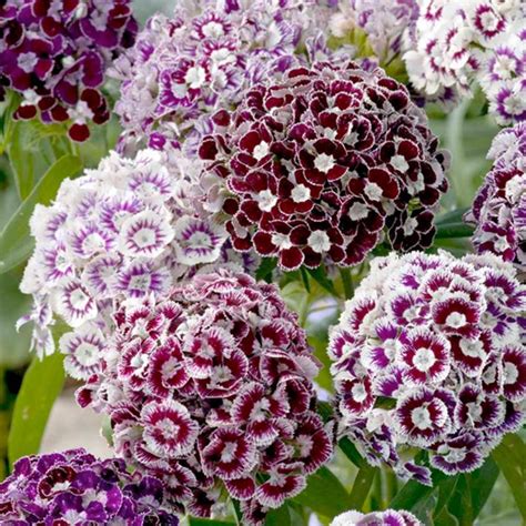 Sweet William Seeds Frosted Burgundy Dobies