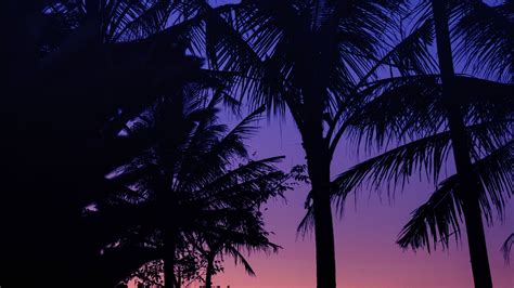 Palm Trees In Dark Purple Pink Sky Background 4k Hd Dark Wallpapers