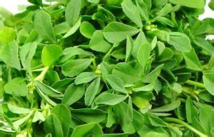 Fenugreek is an herb similar to clover that is native to the mediterranean region, southern europe, and western asia. Fenugreek Farming (Methi) Techniques, Tips, and Ideas ...