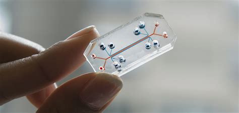 A lot of women have ovarian cysts that are. Exploring connections between ovarian cancer and blood cells