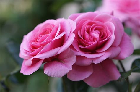 It's popular on clothing, bakery decorations, and flowers, but oftentimes pink die cannot be found in stores. Desktop Wallpapers Two rose Pink color Flowers Closeup