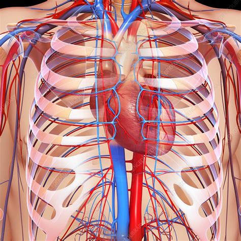 Chest Anatomy Artwork Stock Image F006 1131 Science Photo Library