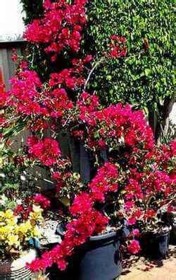On the whole, it is better to let your bougainvillea get a bit dry than a bit wet. Deep Red Bougainvillea - The Home Interior Ideas