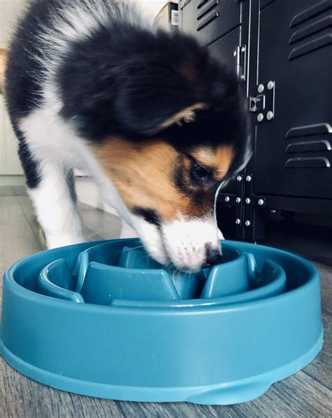 Slow feeders are designed to keep your pet from gobbling their food too quickly. If your puppy is eating too fast then throwing up later ...