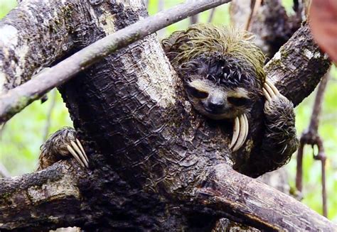 Studying Endangered Pygmy Sloths | California Academy of Sciences