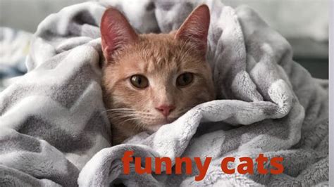 Funny Cats Cute And Baby Cats Videos Compilation 4 Youtube