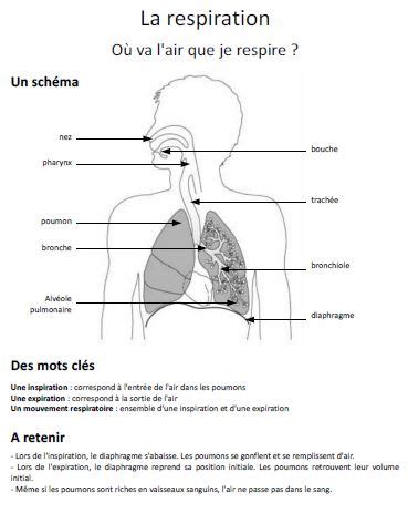 Équence sur la respiration cm 1. Sciences - La respiration - A l'école de Célestine