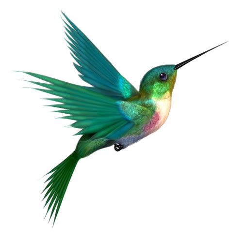 Hummingbird Png Image Png All Png All