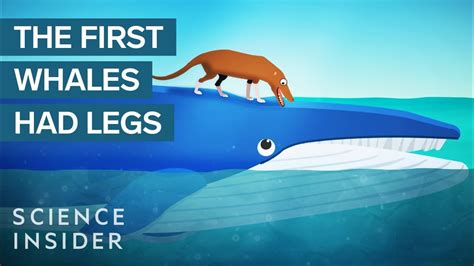 How Whales Became The Largest Animals Ever Youtube