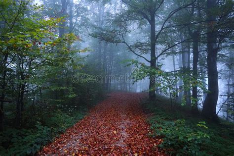 Mystical Foggy Forest Of The Beech Trees Autumn Landscape The Early