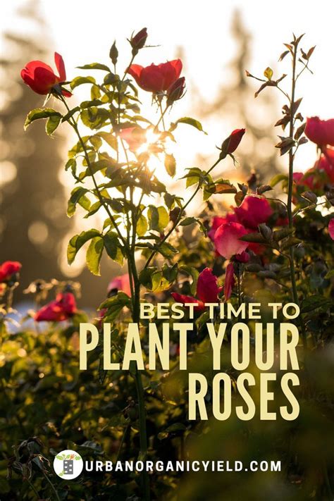 When Is The Best Time To Plant Roses When To Plant Roses Planting