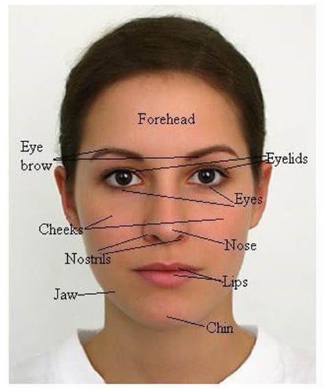 Parts of the body, human body parts: It's Written All Over Your Face: The Science of Facial ...