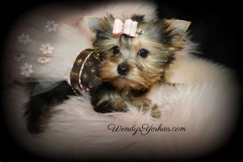 Teacup yorkie puppies for sale in kansas. Female Teacup Yorkie Puppies For Sale in TX | Wendys Yorkies