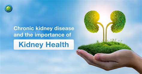 Importance Of Kidney Health