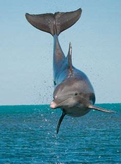 Usually, to hunt fish, some species of dolphins. What Do Dolphins Eat? Facts, Catching Technique & Eating ...