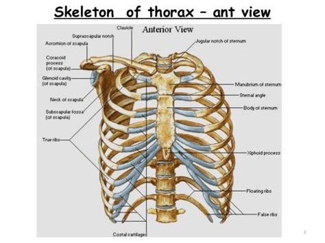 The thoracic spine supports twelve pairs of ribs that slope gently down from the back as they pass around to encase the thorax. Skeleton of thorax - ant view 3 (With images) | Thorax