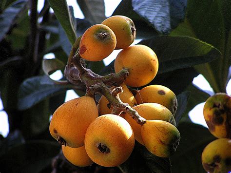 Apr 04, 2016 · praise to the italian loquat fruit. Nespole...che grappolo!.....Loquat fruits...what a bunch ...