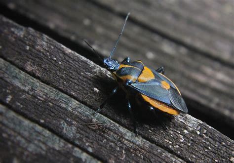 Florida Predatory Stink Bug By Heatherschoff On Deviantart Stink