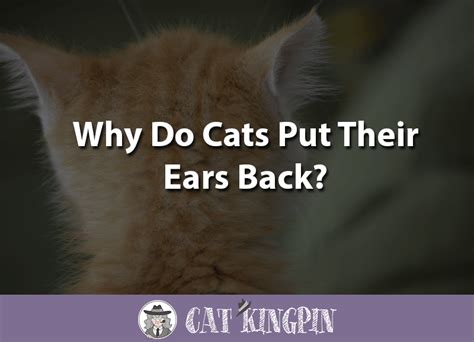 Why Do Cats Put Their Ears Back Cat Kingpin