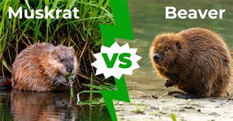 Muskrat Vs Beaver 6 Key Differences Explained Az Animals