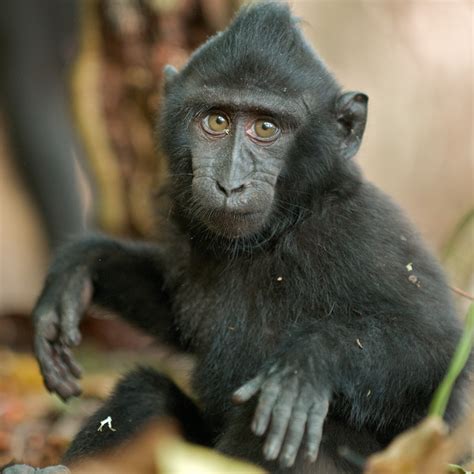 Black-Crested Macaque | Sean Crane Photography
