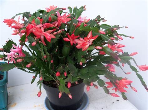 The easter cactus (schlumbergera buckleyi) has rounded edges on its leaf. Blooming Christmas Cactus | Flickr - Photo Sharing!