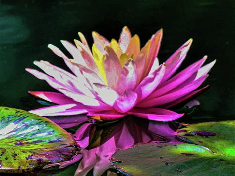 Water Lily Abstract Digital Art By Mary Ann Artz Pixels