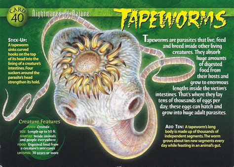 Tapeworm Weird N Wild Creatures Wiki Fandom Powered By Wikia