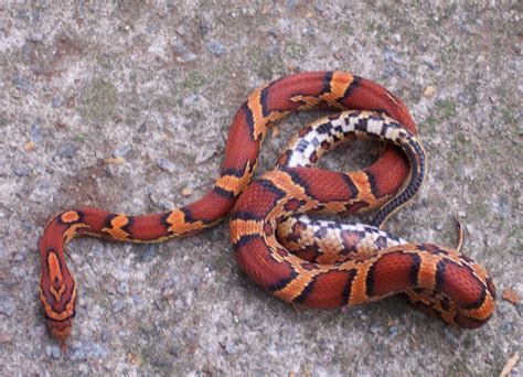 Best Beginner Snakes Corn Snakes Ball Pythons And Red Boas Pethelpful