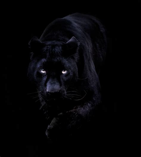 Black Panther Animal Wallpapers Wallpaper Cave