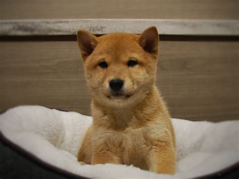 Shiba price will be lower than many existing cryptocurrencies, where developer wanted to provide. Shiba Inu DOG Red ID:2930186 Located at Petland Iowa City