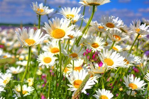 Daisy Field Summer Flowers Field Daisies Hd Wallpaper Pxfuel
