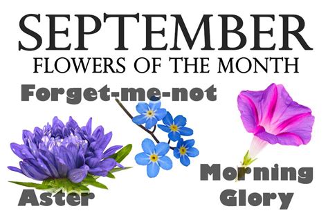September Month Birth Flower Images On Pinterest September Flowers Birth Flower Tattoos