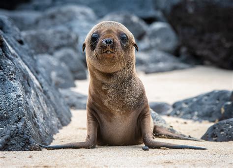 Adopt A Galapagos Sea Lion Galapagos Conservation Trust