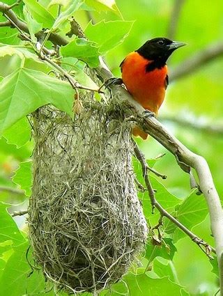 Mar 04, 2021 · you may be familiar with orioles' unique woven nests, but most people have never seen a baby oriole because orioles are secretive during nesting season. Baltimore Oriole, Identification, All About Birds ...