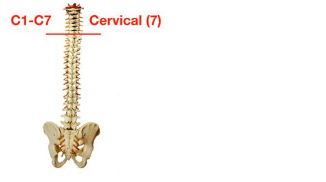 Vertebral Column Anatomy Cervical Thoracic Lumbar Sacral Spine — Ezmed
