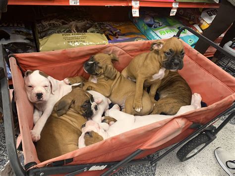 at my local petco : r/puppies