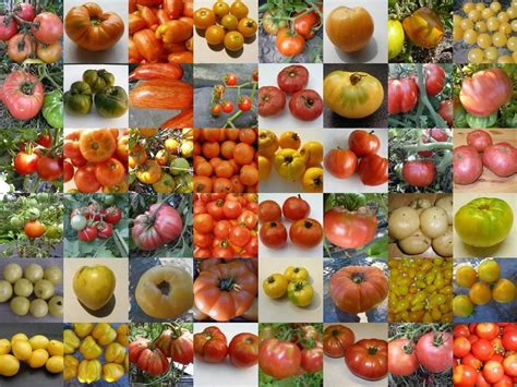 How To Choose Tomato Varieties To Grow In Your Garden Tomato Garden
