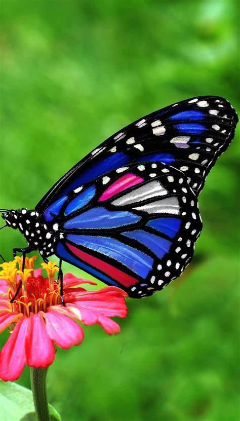 Most Beautiful Blue Butterfly Images And Photos Finder