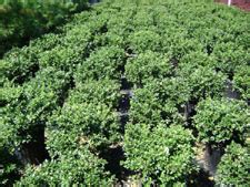 Check spelling or type a new query. Center Hill Nursery : Holly - Green Lustre