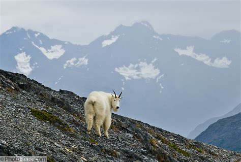 Mountain Goat Kenai Fjords National Park Alaska Usa Portfolio