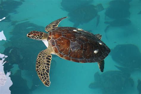 Best Time For Watching Sea Turtles In Panama 2024 Roveme