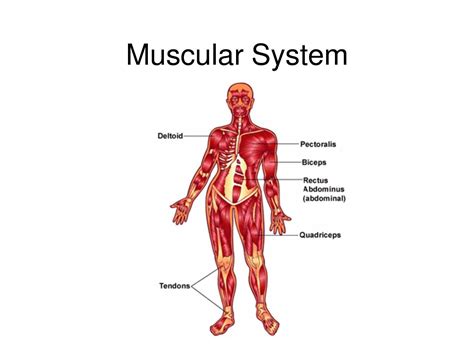 Diagram Of Muscular System Muscular System Human