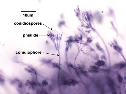 A nucleate, asexual, immotile spore that is generally formed at the apex or side of a specialized sporogenous (conidiogenous) cell. BIOL 230 Lab Manual: Conidiospores of Penicillum