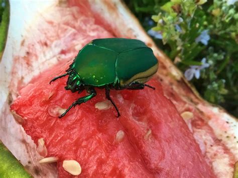 June Bug On Watermelon Thriftyfun