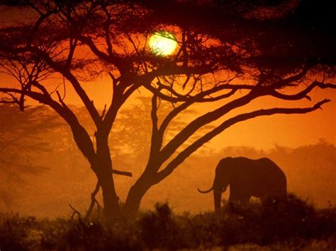 Travel To Amboseli National Reserve In Kenya Africa African Sunset